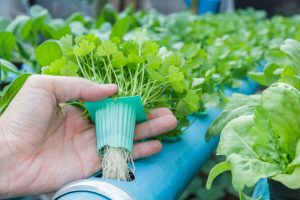 Hydroponic herb garden for growing fresh herbs indoors
