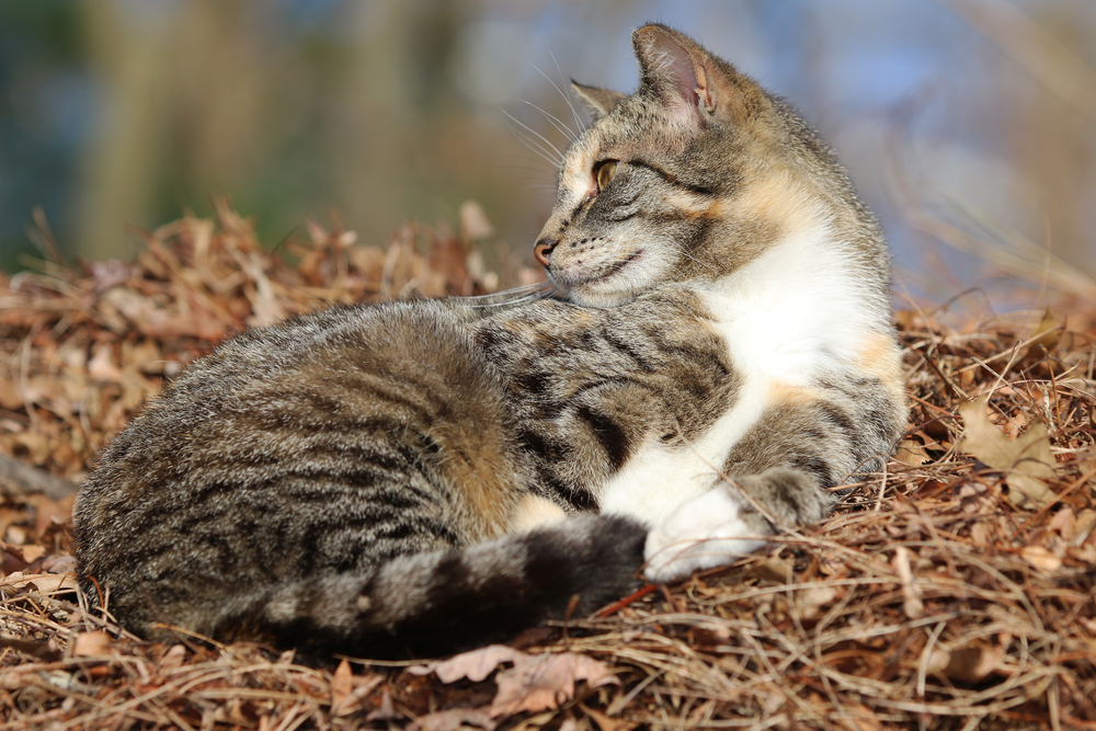 A mother cat with an injured paw lying in the woods, with a dog standing protectively nearby