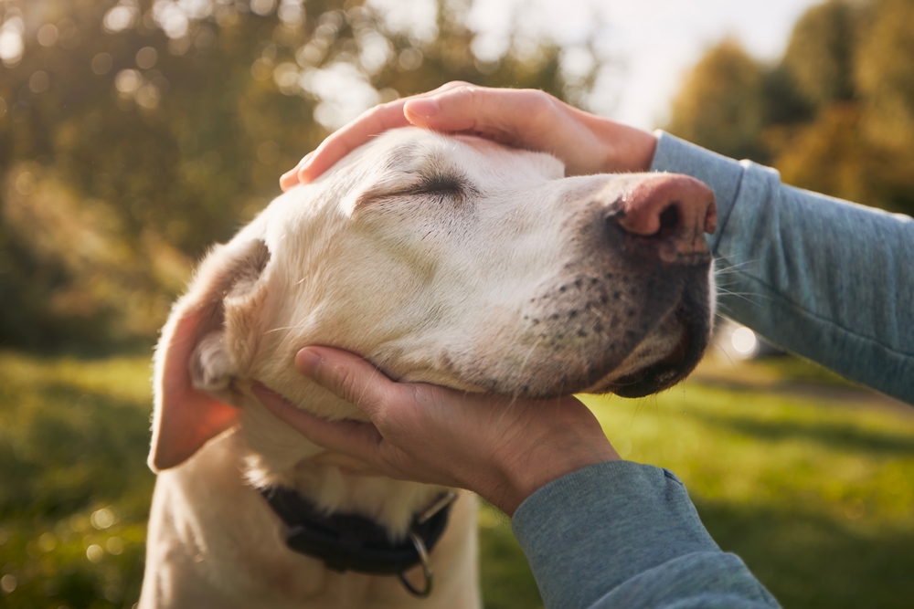 A Labrador dog sitting beside its owner in a peaceful countryside setting