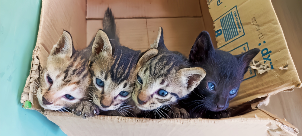 A dog bonding with three kittens in a cozy indoor setting