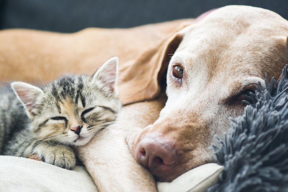A dog and his adopted kittens enjoying a sunny afternoon together