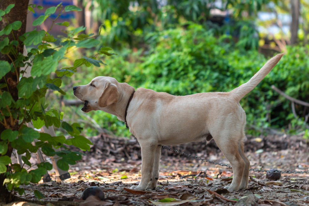 A man investigating a dog's persistent barking, walking into the woods